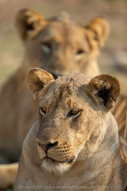 Wildlife image from photo safari with edward selfe in south luangwa national park.