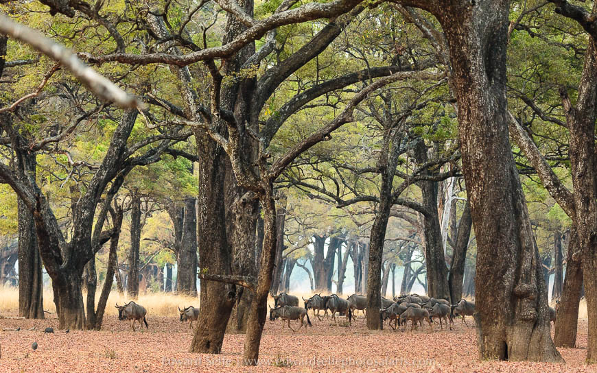 Wildlife image from photo safari with edward selfe in south luangwa national park.
