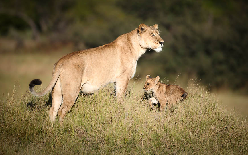 Images of wildlife from photo safari with edward selfe