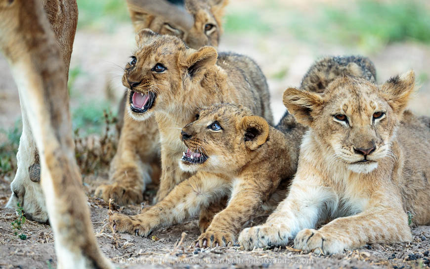 Wildlife image from photo safari with edward selfe in south luangwa national park.