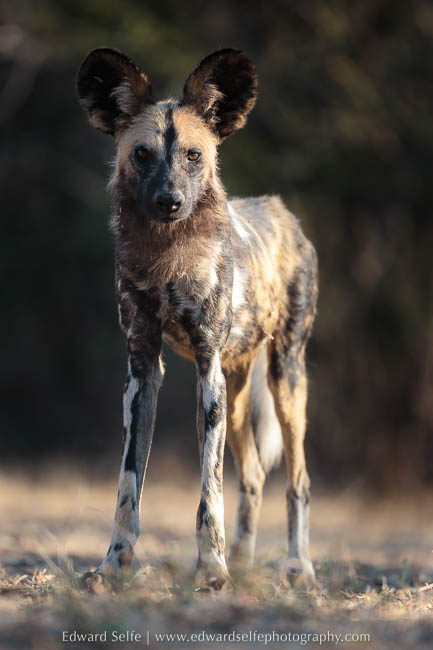 A wild dog portrait on photo safari in south luangwa national park.