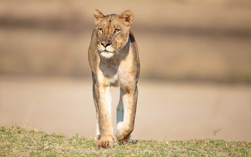 Wildlife image from photo safari with edward selfe in south luangwa national park.