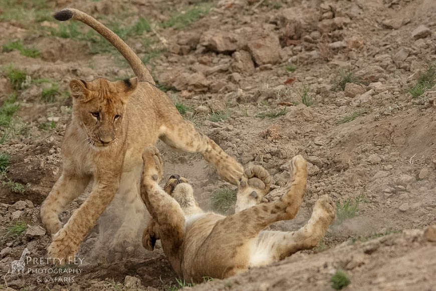 Wildlife image from photo safari with edward selfe in south luangwa national park.