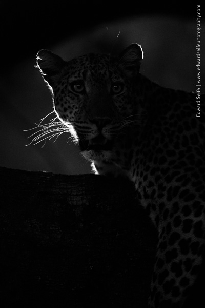 A leopard resting on a termite mound in South Luangwa