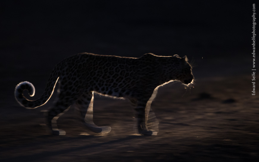 Backlit leopard crossed in front of a vehicle in South Luangwa.