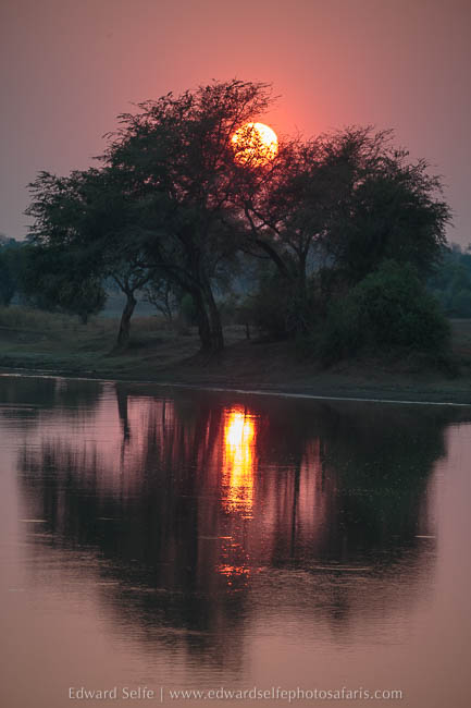 Wildlife image from photo safari with edward selfe in south luangwa national park.