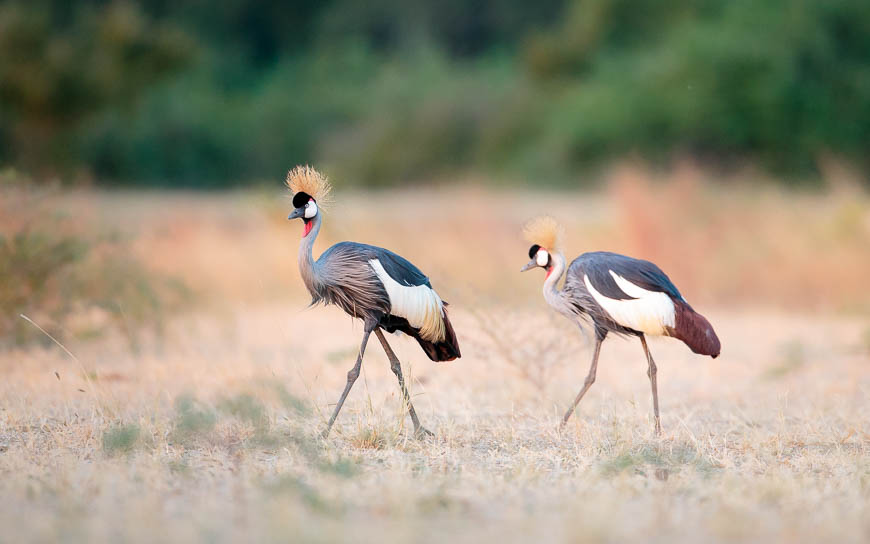 Crowned Cranes on safari in South Luangwa National Park with Edward Selfe