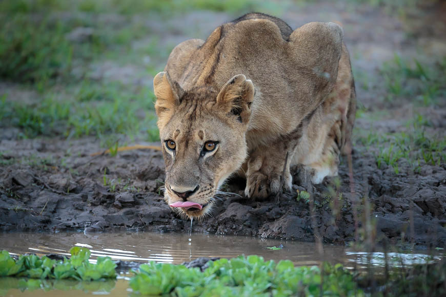 Images of wildlife from photo safari with edward selfe in south luangwa.