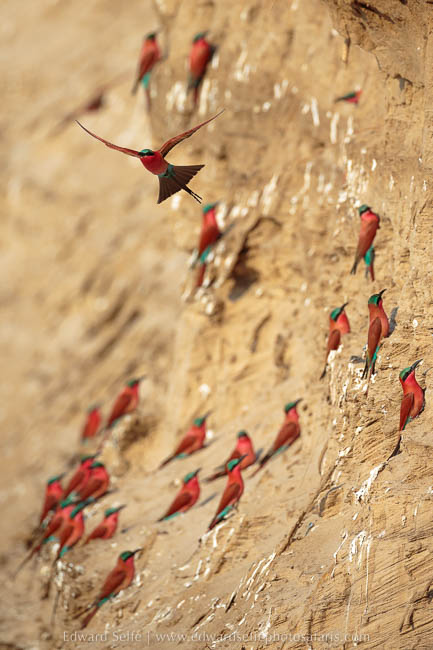 Wildlife image on photo safari with edward selfe in south luangwa national park.