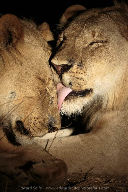 Wildlife image from photo safari with edward selfe in south luangwa national park.