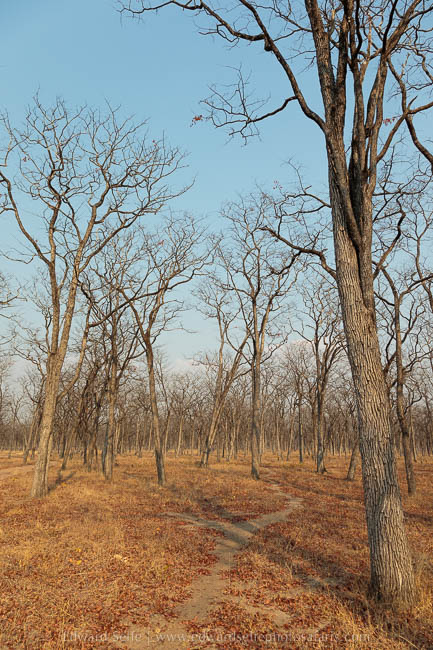 Wildlife image from photo safari with edward selfe in south luangwa national park.
