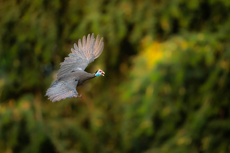 Images of wildlife from photo safari with edward selfe in zambia.