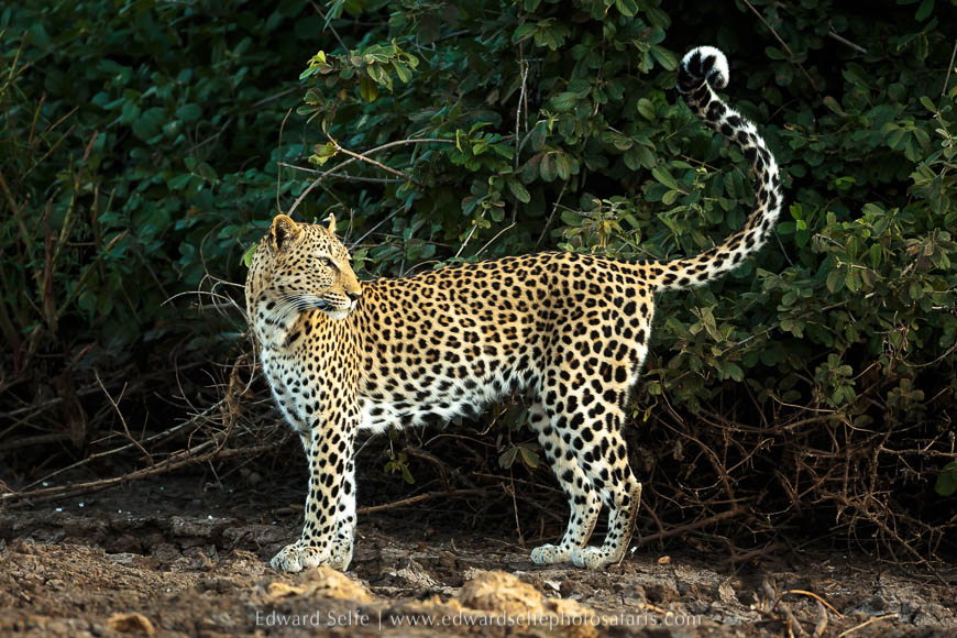Wildlife image from a photo safari with edward selfe.