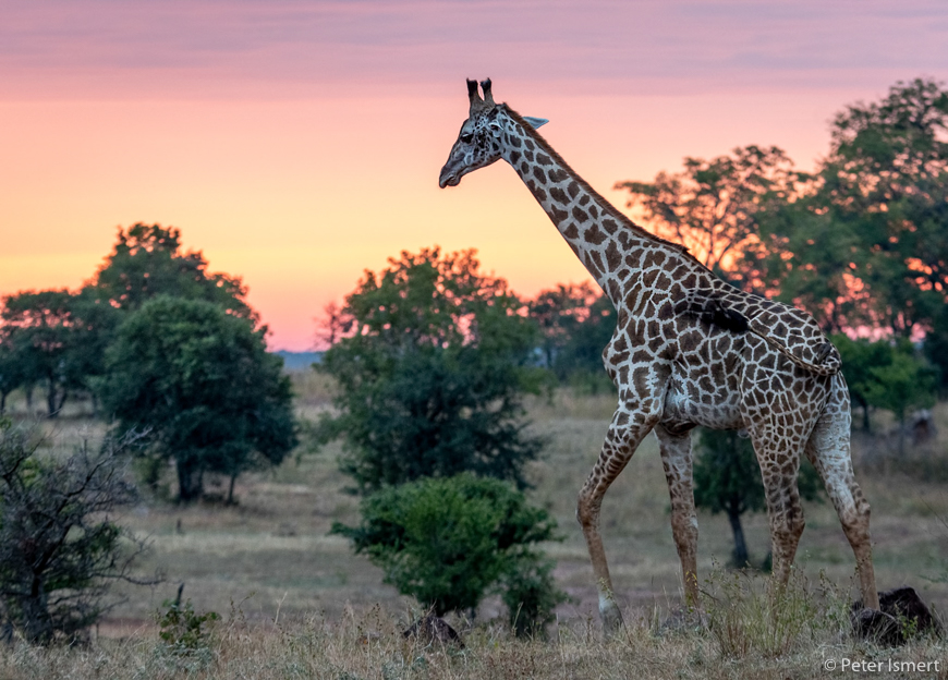 A giraffe against the sunrise in South Luangwa National Park.