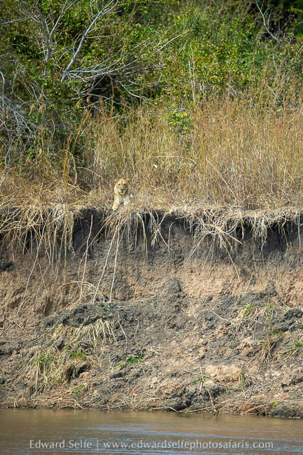 Wildlife image from photo safari with edward selfe.