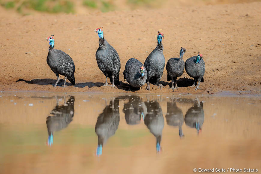 Wildlife image of a bird by edward selfe from photo safari in zambia.
