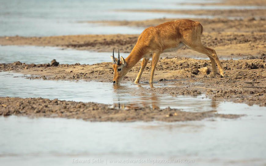 Wildlife image from photo safari with edward selfe in south luangwa national park.