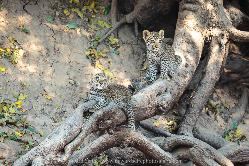 Wildlife image from a photo safari with edward selfe.