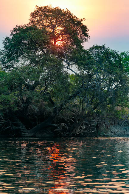 Wildlife image from a photo safari with edward selfe.