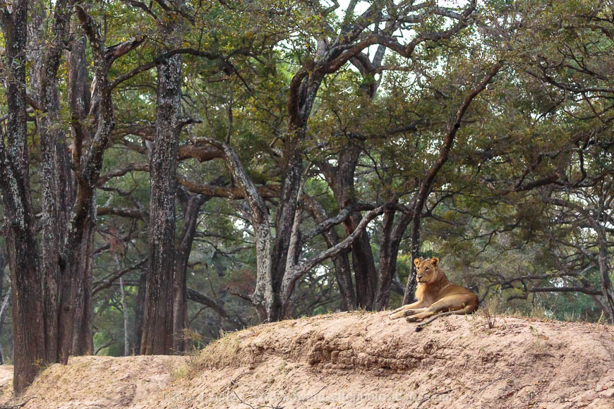 Wildlife image from photo safari with edward selfe in south luangwa national park.