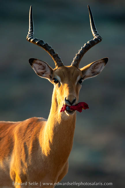 Wildlife image from photo safari with edward selfe.