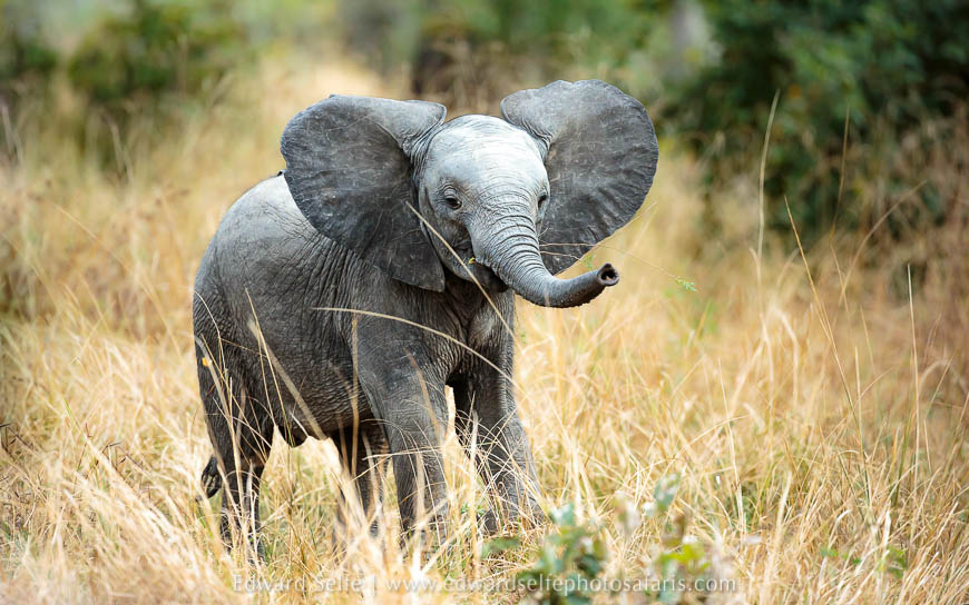 Wildlife image from photo safari with edward selfe.