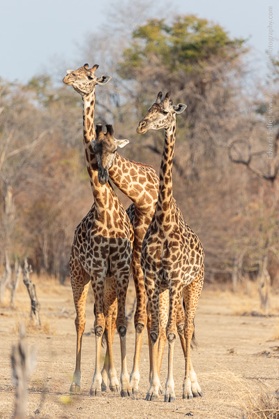 Golden light on golden giraffes; a stunning end to our safari!