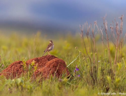 Life in the Bush: Nyika Plateau National Park
