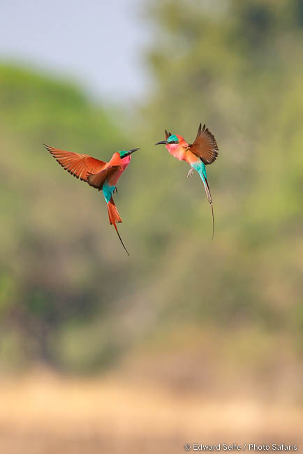 Wildlife image by edward selfe from photo safari in southern africa.