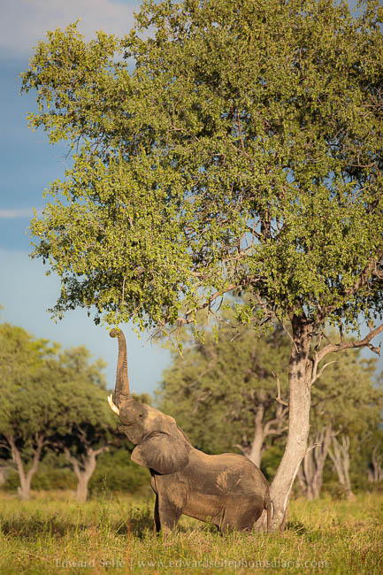 Wildlife image from photo safari with edward selfe.
