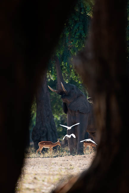 Images of wildlife from photo safari with edward selfe in zambia.