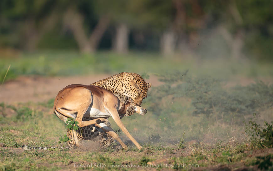 Wildlife image from photo safari with edward selfe.