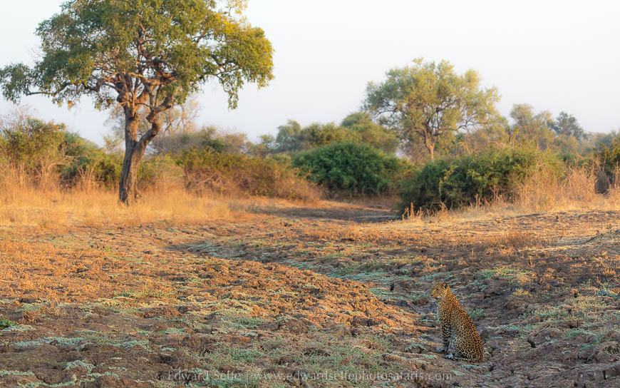 Wildlife image from photo safari with edward selfe in south luangwa national park.