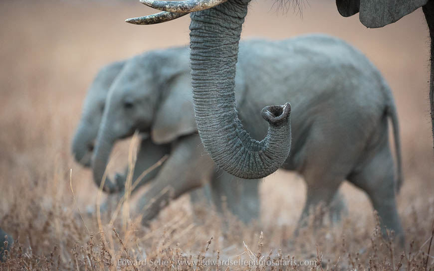 Elephants and calves at dusk on photo safari with edward selfe in south luangwa national park.