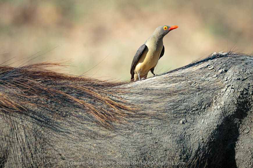 Wildlife image from a photo safari with edward selfe.
