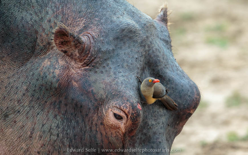 Wildlife image from photo safari with edward selfe in south luangwa national park.