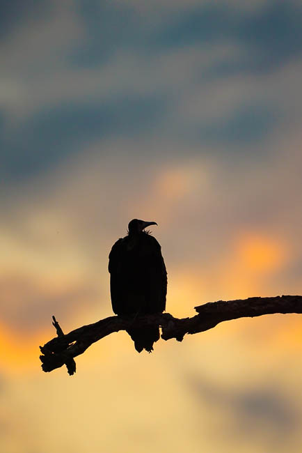 Images of wildlife from photo safari with edward selfe in zambia.