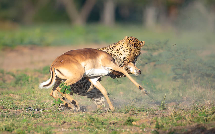 Wildlife image from photo safari with edward selfe.