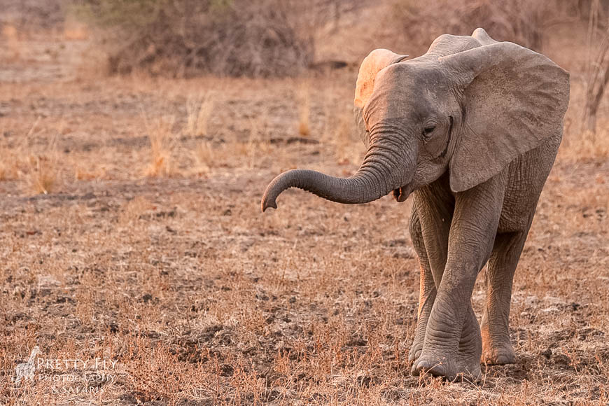 Wildlife image from photo safari with edward selfe in south luangwa national park.