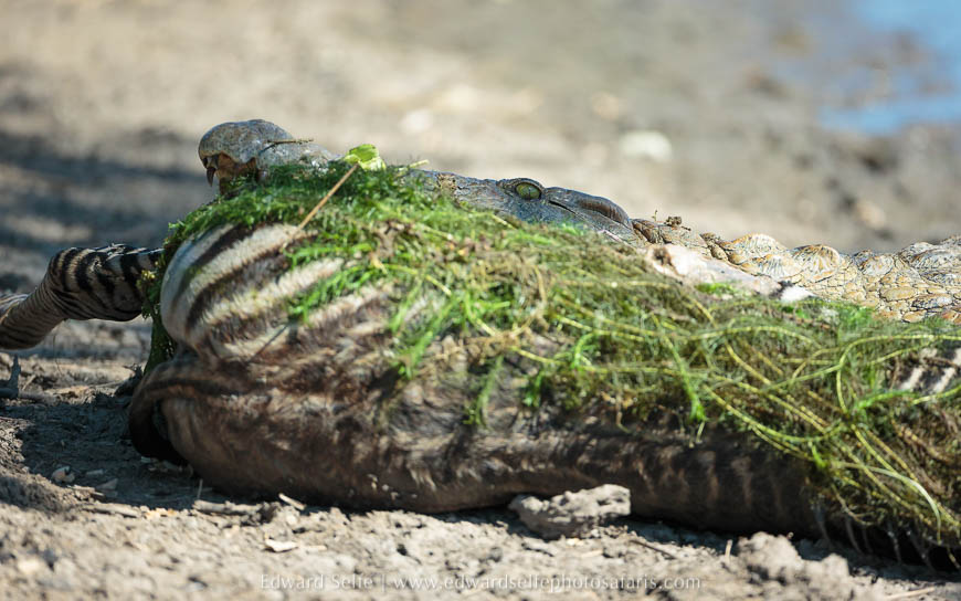 Wildlife image from photo safari with edward selfe in south luangwa national park.