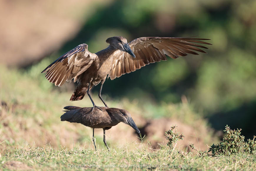 Wildlife image from photo safari with edward selfe in south luangwa national park.