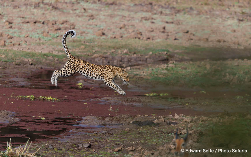 Wildlife image by edward selfe as part of a sequence leopard jumping across channel.