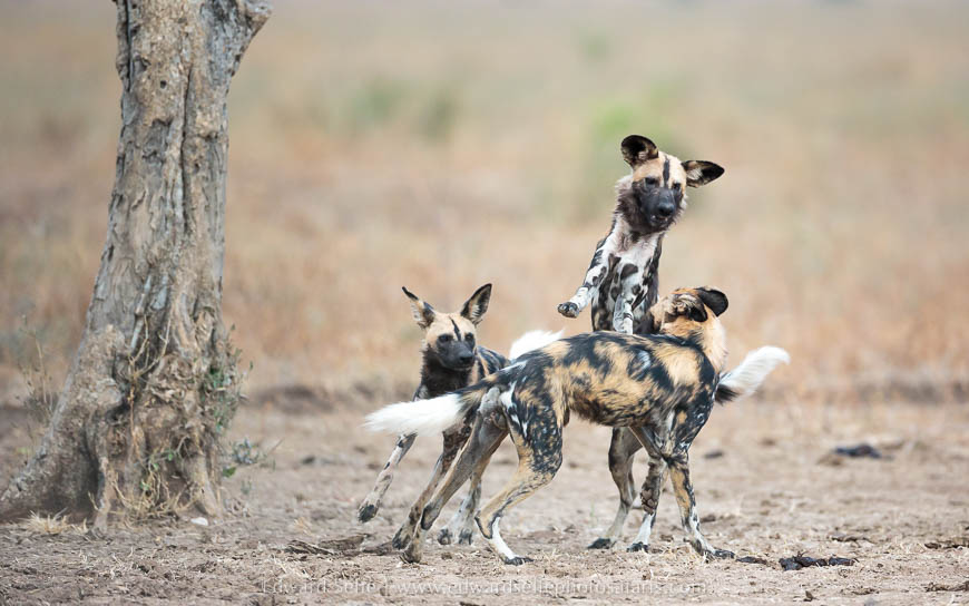 Wild dogs socialising on photo safari in south luangwa national park.