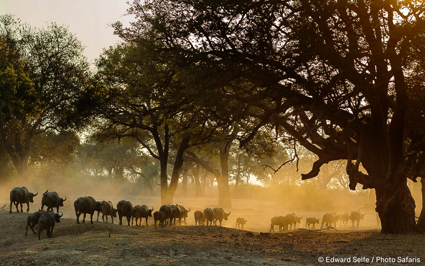 Wildlife image by edward selfe to illustrate the importance of a good background in shot.
