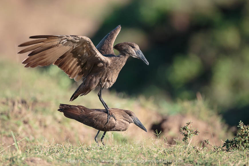 Wildlife image from photo safari with edward selfe in south luangwa national park.