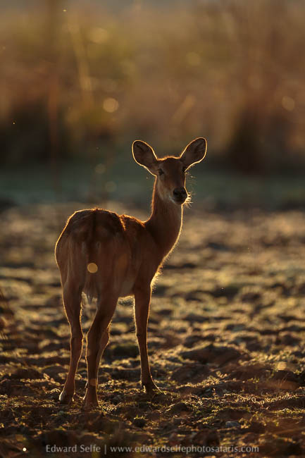 Wildlife image from a photo safari with edward selfe.