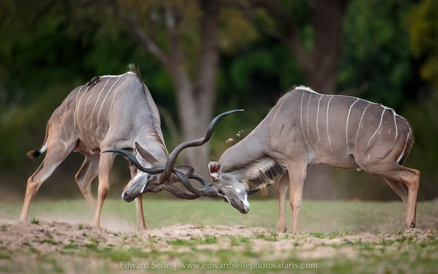 Wildlife image from a photo safari with edward selfe.