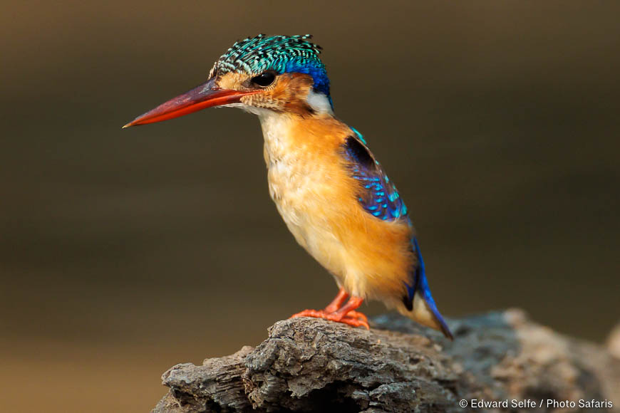 Wildlife image of a bird by edward selfe from photo safari in zambia.
