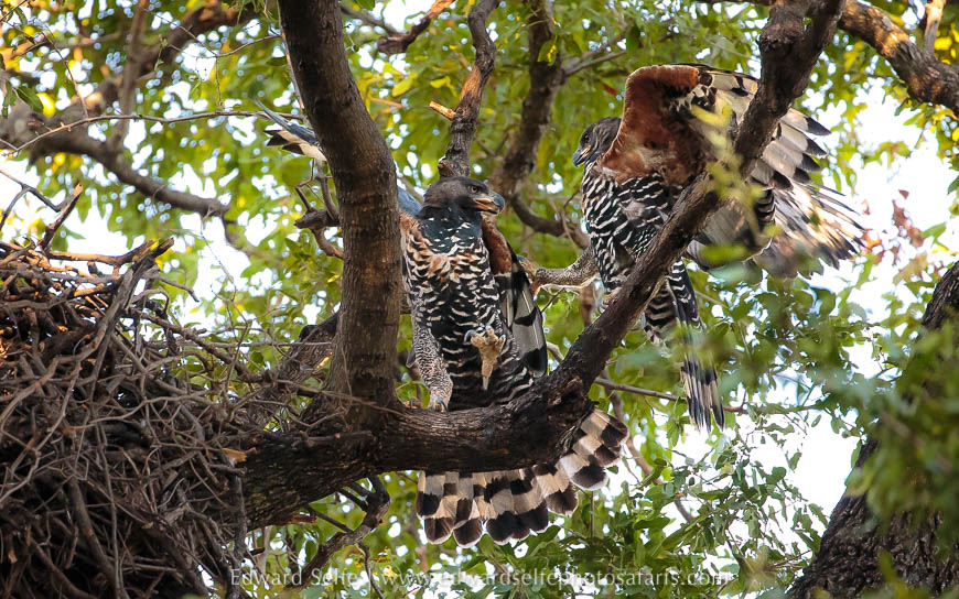 Wildlife image from photo safari with edward selfe.