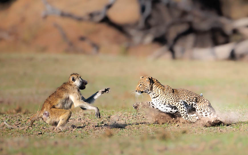 Images of wildlife from photo safari with edward selfe in zambia.